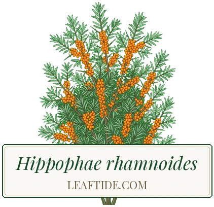 Hippophae rhamnoides