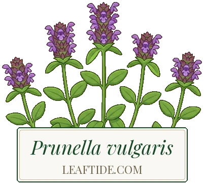 Prunella vulgaris