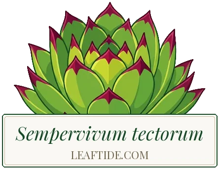 Sempervivum tectorum