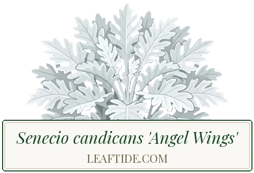 Senecio candicans 'Angel Wings'