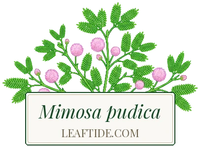 Mimosa pudica
