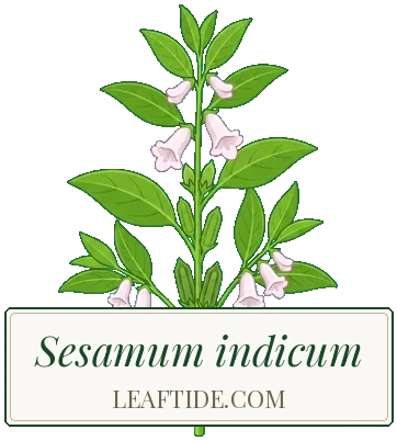 Sesamum indicum