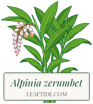 Alpinia zerumbet