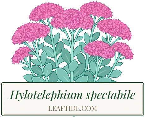 Hylotelephium spectabile