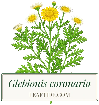 Glebionis coronaria