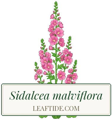 Sidalcea malviflora