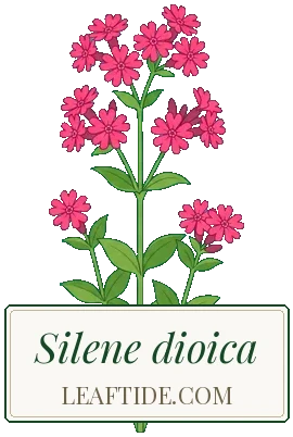 Silene dioica