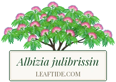 Albizia julibrissin