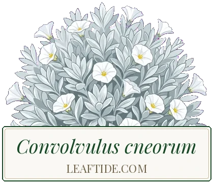 Convolvulus cneorum