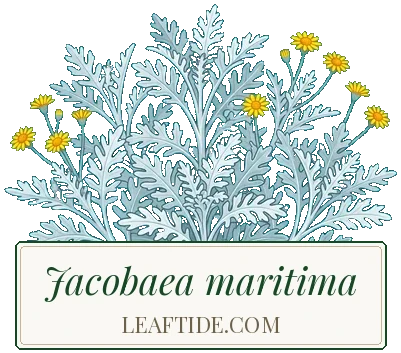 Jacobaea maritima