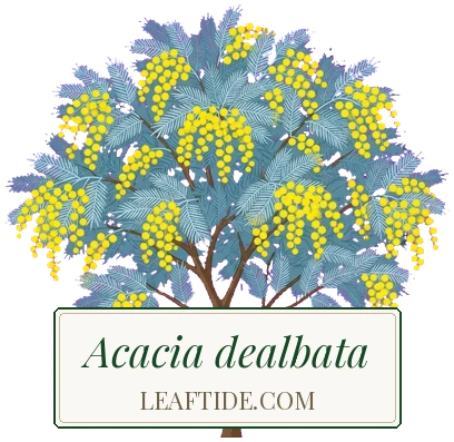 Acacia dealbata
