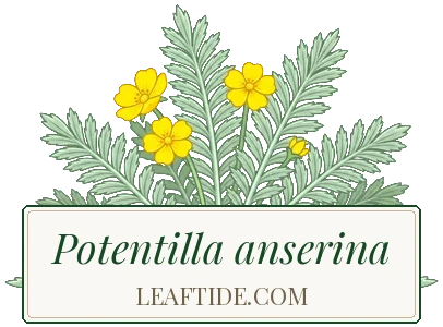 Potentilla anserina