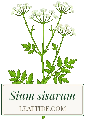 Sium sisarum