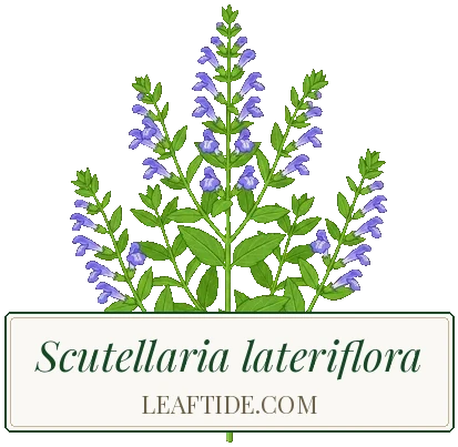 Scutellaria lateriflora