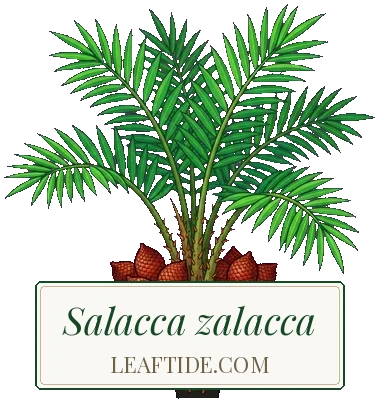 Salacca zalacca