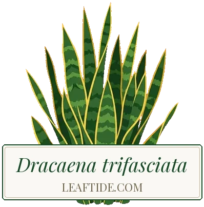 Dracaena trifasciata