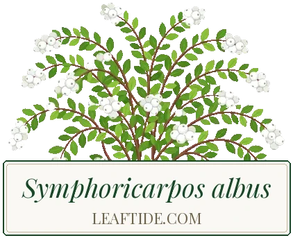 Symphoricarpos albus