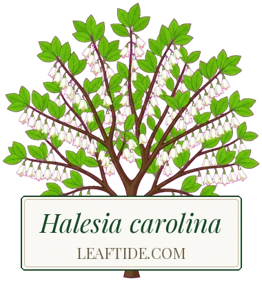 Halesia carolina