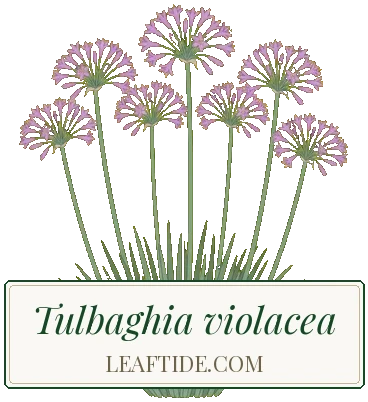 Tulbaghia violacea