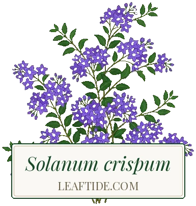 Solanum crispum