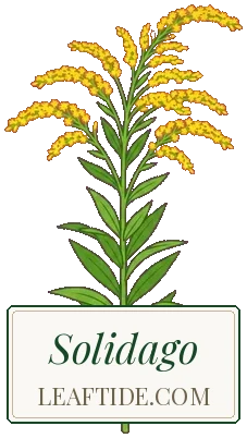 Solidago