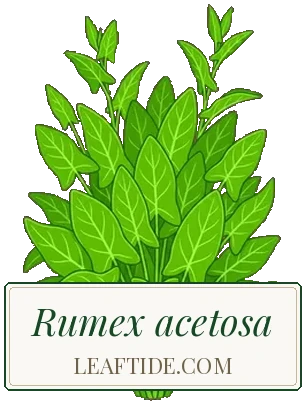 Rumex acetosa