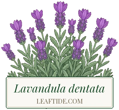 Lavandula dentata