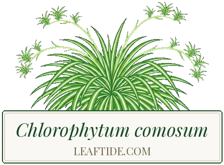 Chlorophytum comosum