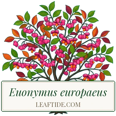 Euonymus europaeus
