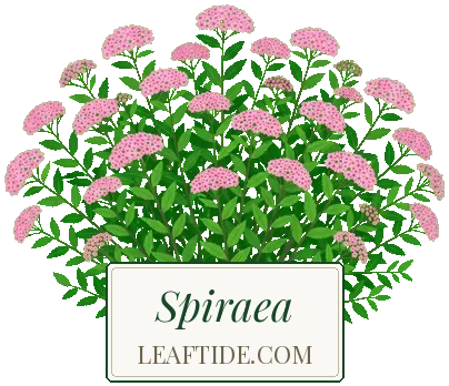 Spiraea