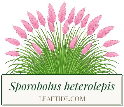 Sporobolus heterolepis