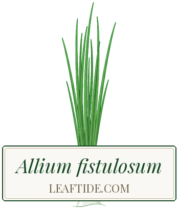 Allium fistulosum