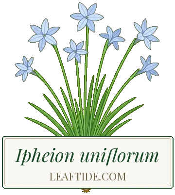 Ipheion uniflorum
