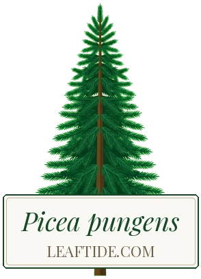 Picea pungens