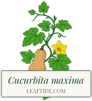 Cucurbita spp.