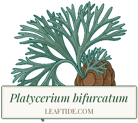Platycerium bifurcatum