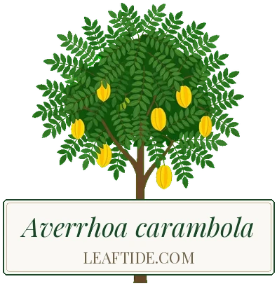 Averrhoa carambola