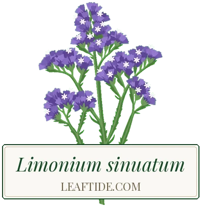 Limonium sinuatum