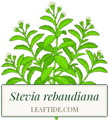 Stevia rebaudiana