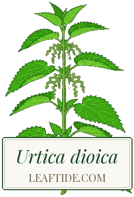 Urtica dioica
