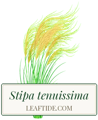 Stipa tenuissima