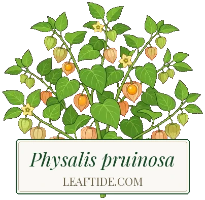 Physalis pruinosa