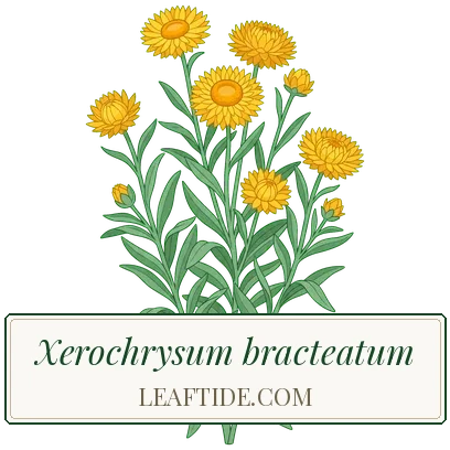 Xerochrysum bracteatum