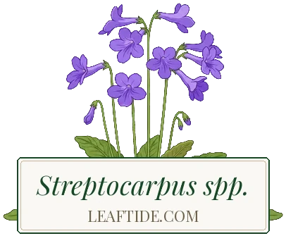 Streptocarpus spp.