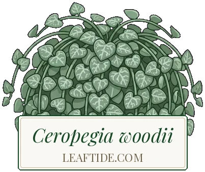Ceropegia woodii