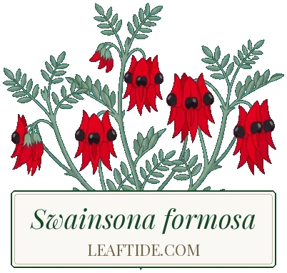 Swainsona formosa