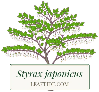 Styrax japonicus