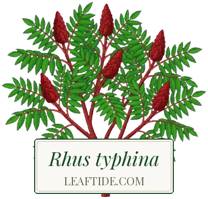 Rhus typhina