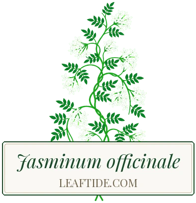 Jasminum officinale
