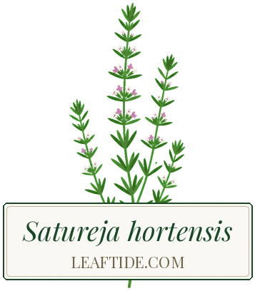 Satureja hortensis